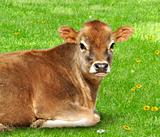 Brown calf 