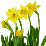yellow  daffodils