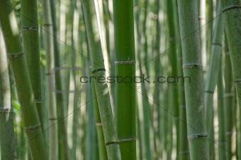 Bamboo forest seen from the side