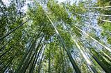 Bamboo forest seen from below
