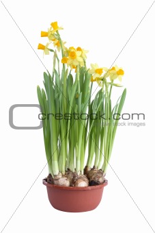 Daffodils In Pot