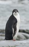 A young Adelie penguin on the background of the ocean.