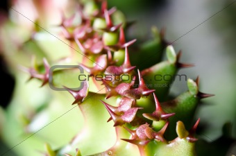 close up cactus