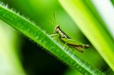 grasshopper in green nature 