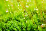 Fresh moss and water drops in green nature