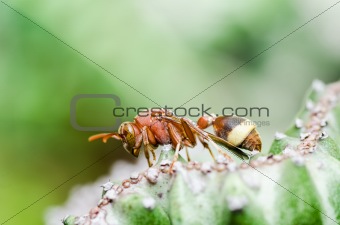 wasp and cactus  in green nature or in garden