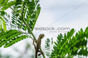 Lizard on the tree in green nature
