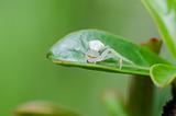 white spider on the leaf in nature