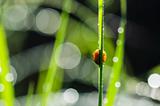 ladybug and sunlight bokeh in green nature
