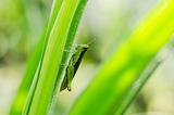 grasshopper in green nature 