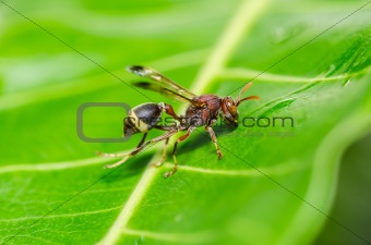 wasp in green nature or in garden