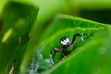 jumping spider macro in green nature