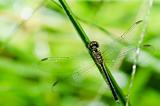 dragonfly macro in garden