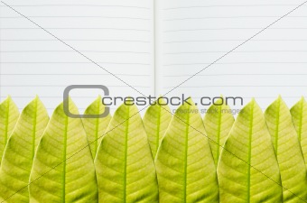 green leaf and paper