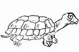 Hand-drawn Sketch of Turtle