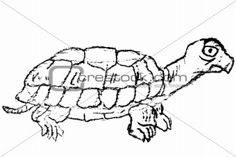 Hand-drawn Sketch of Turtle