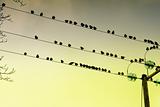 Birds perched on wire