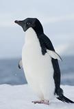 Adelie penguin in the snow against the blue sky.