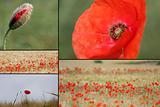 mixed collage of details of red poppies