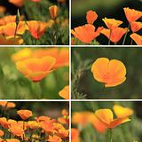 mixed collage pictures of oranges California poppies