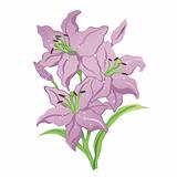 Three purple lilies on stalks with stamens. Vector illustration
