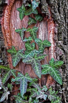 Common Ivy, Hedera helix