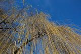golden willow background