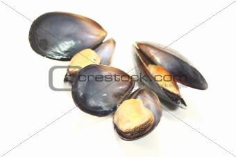 three cooked Mussels