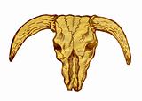  Texas longhorn bull skull