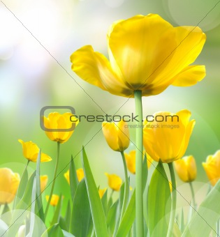 beautiful yellow tulips