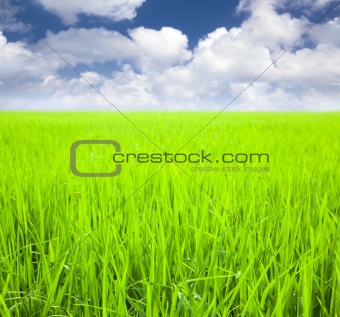 rice field with cloud background at spring time