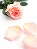 Close-up of a soft pink rose