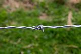 single barb on a barbed wire fence