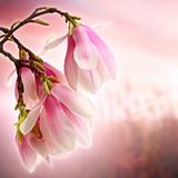 magnolia on pink backround