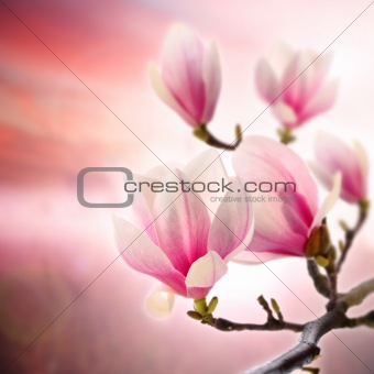 magnolia on pink backround