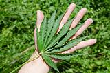 Green leaf of marijuana in a hand