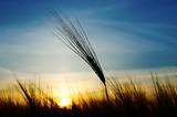 ears of wheat on sunset