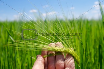 green barley in hand