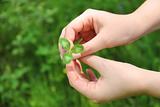 Clover in female hands