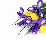 Beautiful dark purple iris flower, tulips and muscari 