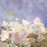 background with flowers of jasmine