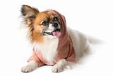 Papillon dog breed in the hood