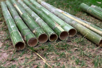 Fresh bamboo pipe cut