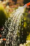 Irrigating from sprinkling can