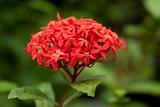 Summer red flower