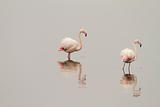 Flamingos On Calm Waters