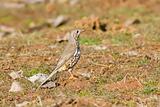 Mistle Thrush