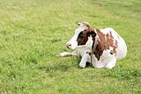 cow lying in a meadow