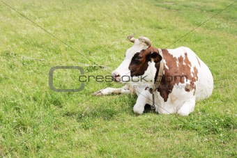 cow lying in a meadow