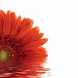 red gerbera reflected in the water 